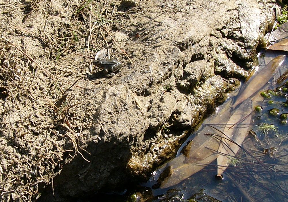 Pelophylax cerigensis, & Co.